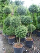 Ligustrum Delavayanum  3 Ball  3 Stem