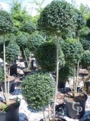 Ligustrum Delavayanum  3 Ball 3 Stem