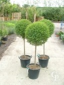 Ligustrum Delavayanum  30l Std