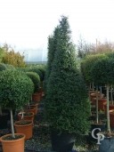 Ligustrum Delavayanum  Cone 2,00  50l