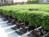 Ligustrum Delavayanum  Cube 20l