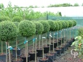 Ligustrum Delavayanum  Half Std  18l