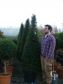 Ligustrum Delavayanum 2m Cone