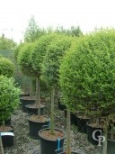 Ligustrum Delavayanum 35l Std