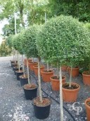 Ligustrum Delavayanum 35l