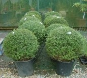 Ligustrum Delavayanum Ball 70+