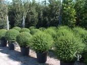 Ligustrum Delavayanum Ball 90+