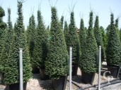 Ligustrum Delavayanum Pyd Extra