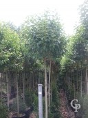 Ligustrum Japonicum   12-14 50l