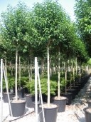 Ligustrum Japonicum  20-25  240l