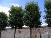 Ligustrum Japonicum  20-25