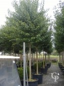 Ligustrum Japonicum  2025  210l