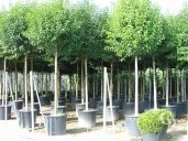 Ligustrum Japonicum  Extra Std