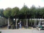 Ligustrum Japonicum 2m Std