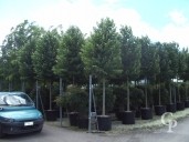 Ligustrum Japonicum 30-08-06