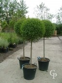 Ligustrum Std 30l Half Std