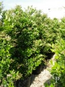 Ligustrum Texanum   2,00  50l