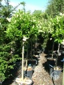 Ligustrum Texanum  12 Std  30l