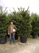 Ligustrum Texanum  140l Bush