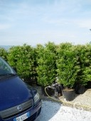 Ligustrum Texanum 1,752,00 50l