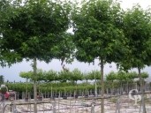 Liquidamber Styr 'Worpledon'   Pleached 20-25  240l