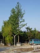 Liquidamber Styraciflua  1000l