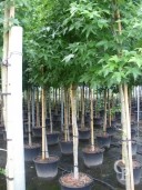 Liquidamber Styraciflua  12-14  50l