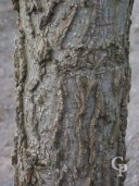 Liquidamber Styraciflua Bark