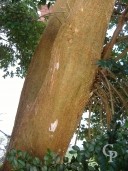 Luma Apiculata 3 28 02