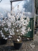 Magnolia Stellata   1,25-1,50   50l