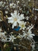 Magnolia Stellata