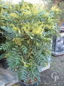 Mahonia X Media 'Charity'  35l