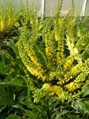 Mahonia X Media 'Charity'