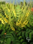 Mahonia X Media 'Charity'