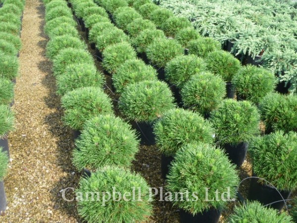 http://www.campbellplants.ie/images/plants/600/1296.jpg