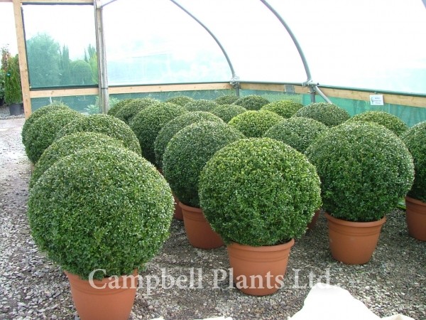 Image result for buxus