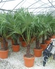 Trachycarpus Fortunei  1,25  LV26