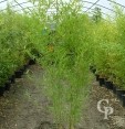 Phyllostachys Aurea 1,75 Extra 12l