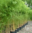 Phyllostachys Aureosulcata 'Aureocaulis' 35l