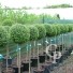 Ligustrum Delavayanum  Half Std  18l