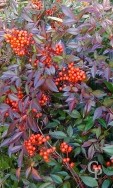 Nandina Domestica