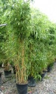 Phyllostachys Vivax