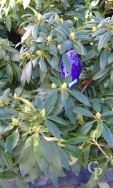 Rhodo Attraction Buds