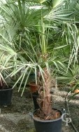 Trachycarpus Fortunei   1,75   50l